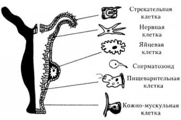 Кракен ссылка тор vtor run