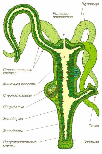 Сайт кракен рабочая ссылка